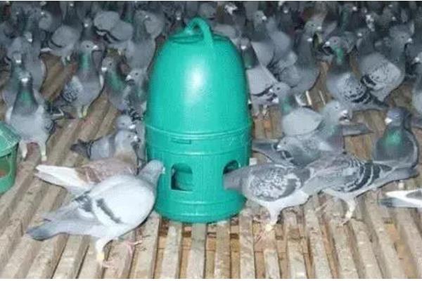 幼鸽什么时候才能家飞,出生40天左右便可家飞