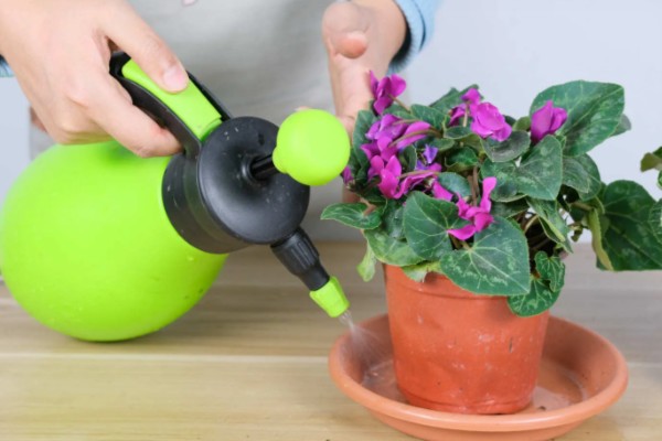 仙客来过度浇水怎么处理，暂停浇水让土壤变干