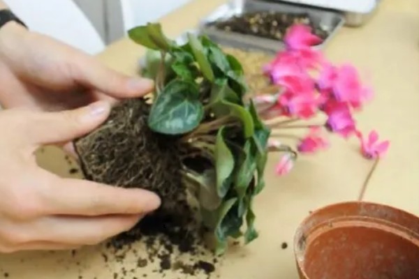 仙客来过度浇水怎么处理，暂停浇水让土壤变干