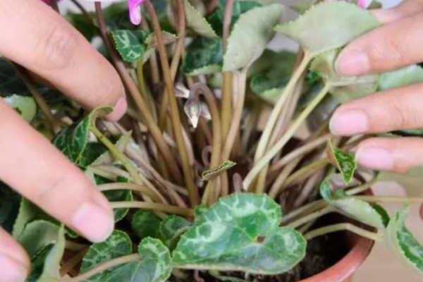 仙客来过度浇水怎么处理，暂停浇水让土壤变干