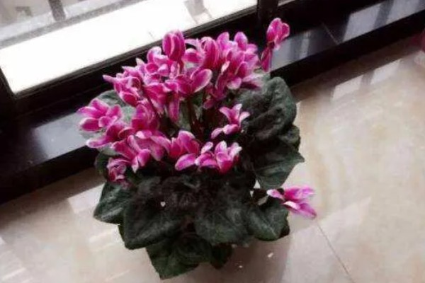 仙客来过度浇水怎么处理，暂停浇水让土壤变干