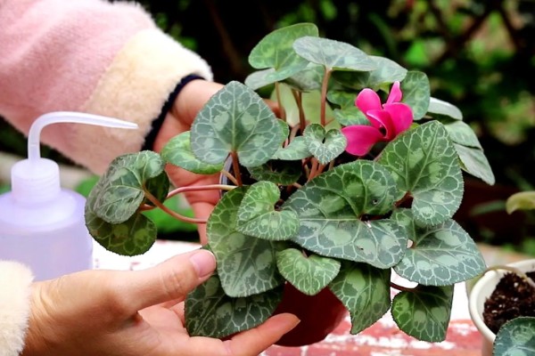 仙客来过度浇水怎么处理，暂停浇水让土壤变干