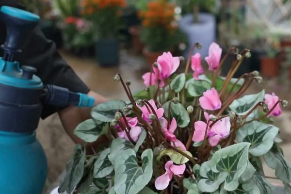 仙客来过度浇水怎么处理，暂停浇水让土壤变干
