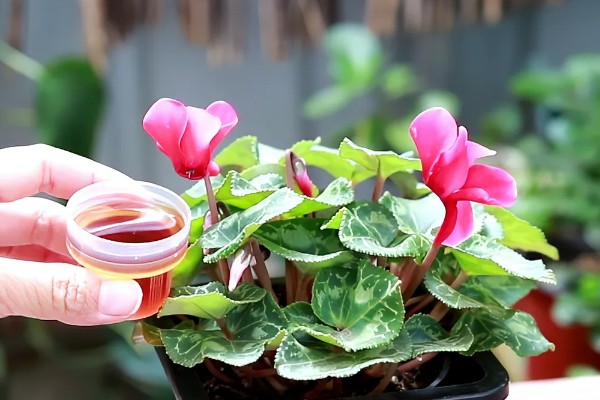 仙客来过度浇水怎么处理，暂停浇水让土壤变干