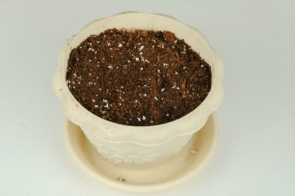 铁海棠的栽培方法，对根部消毒后再种植