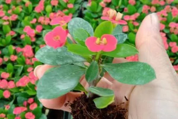 铁海棠的栽培方法，对根部消毒后再种植