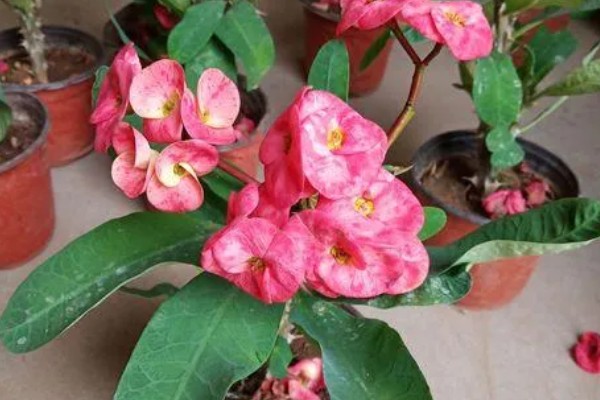 铁海棠的栽培方法，对根部消毒后再种植