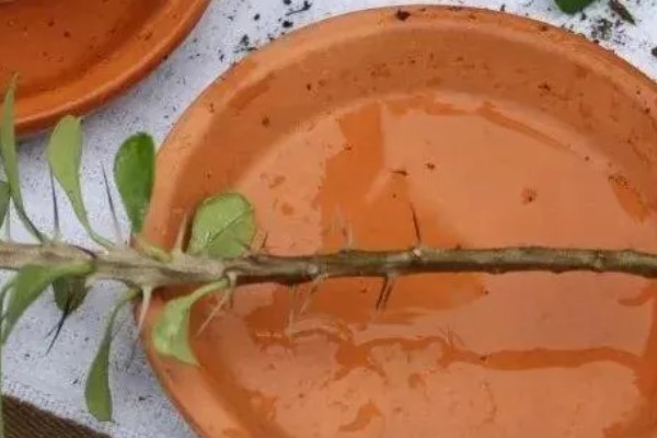 铁海棠的栽培方法，对根部消毒后再种植