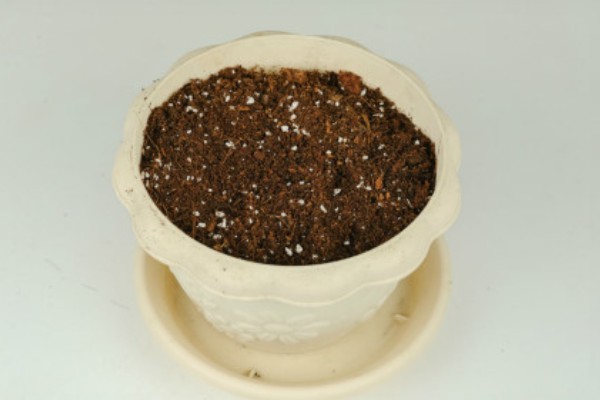 铁海棠的栽培方法，对根部消毒后再种植