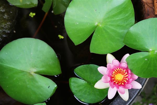 鱼缸可以养什么植物，推荐一叶莲、铜钱草等