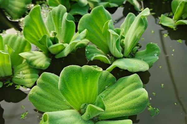 鱼缸可以养什么植物，推荐一叶莲、铜钱草等