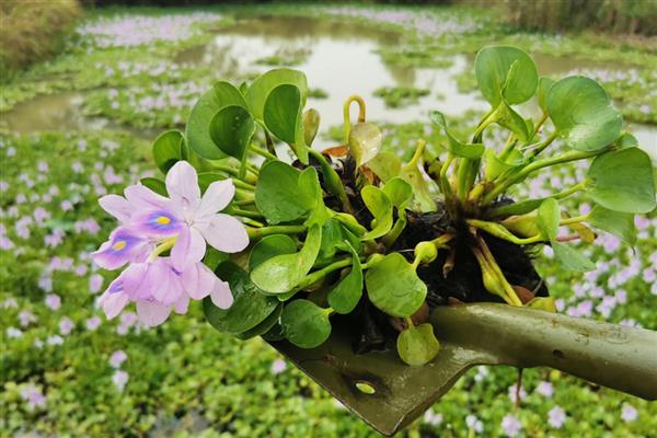 鱼缸可以养什么植物，推荐一叶莲、铜钱草等