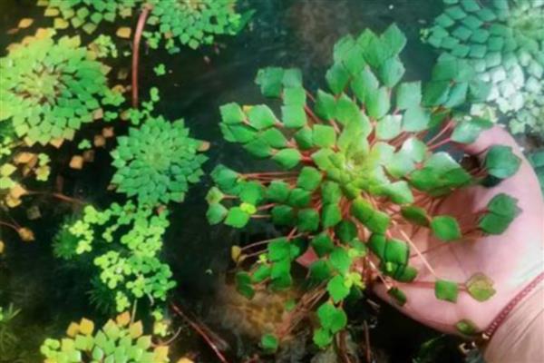 鱼缸可以养什么植物，推荐一叶莲、铜钱草等