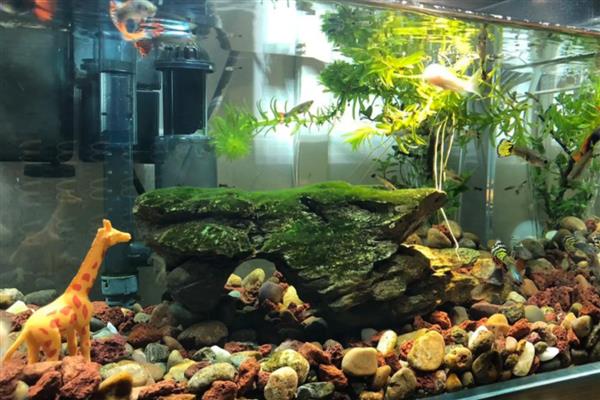 鱼缸可以养什么植物，推荐一叶莲、铜钱草等