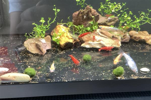 鱼缸可以养什么植物，推荐一叶莲、铜钱草等