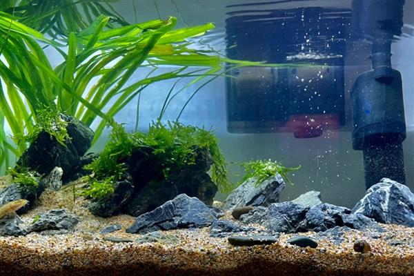 鱼缸可以养什么植物，推荐一叶莲、铜钱草等