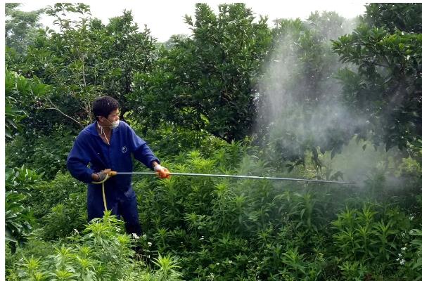 二氢钾喷多久下雨不影响，浓度不同吸收效果不同