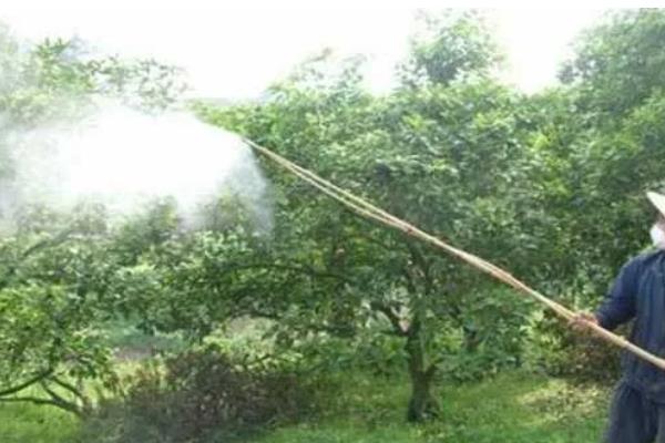 二氢钾喷多久下雨不影响，浓度不同吸收效果不同