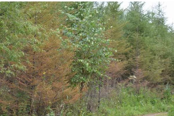 落叶松褐锈病的防治方法，发病前喷洒波尔多液、石硫合剂等