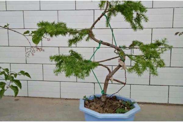 落叶松褐锈病的防治方法，发病前喷洒波尔多液、石硫合剂等