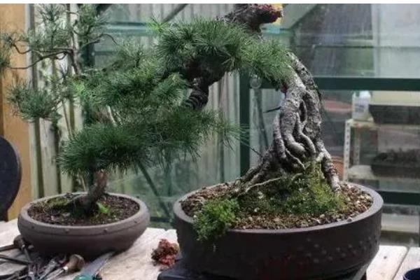 落叶松褐锈病的防治方法，发病前喷洒波尔多液、石硫合剂等