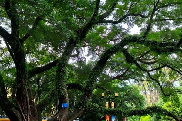 榕树的特点，其树高达15-25米