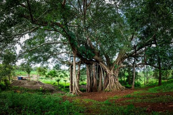 榕树的特点，其树高达15-25米