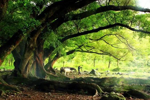 榕树的特点，其树高达15-25米