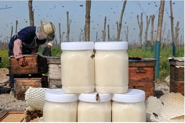 油菜花蜜结晶的状态，呈白色的细粒状或油脂状