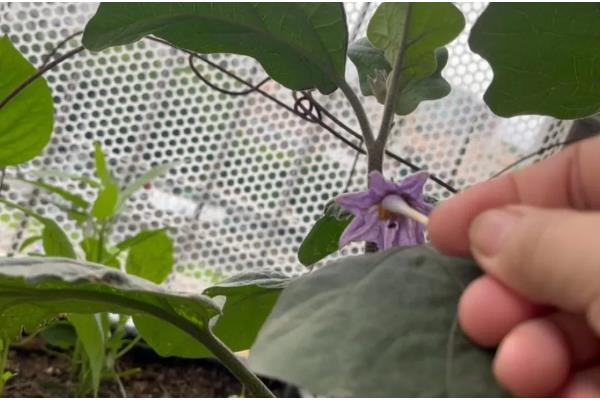 茄子为什么只开花不结果，可能是授粉问题所致