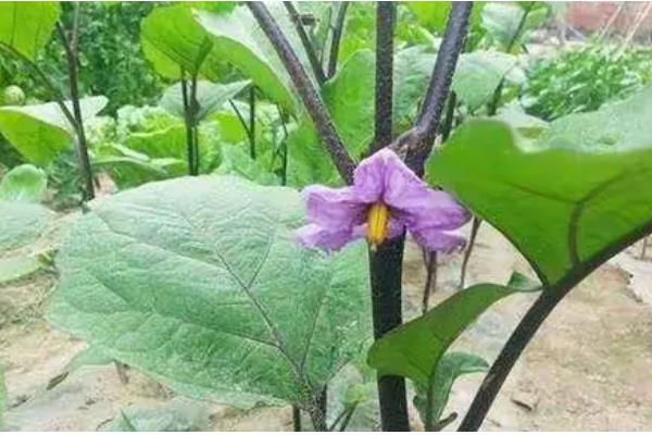 茄子为什么只开花不结果，可能是授粉问题所致