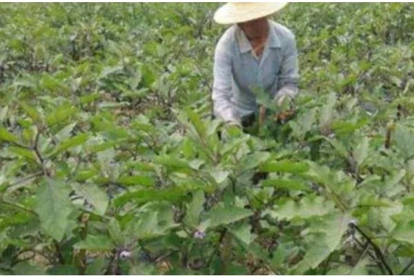 茄子为什么只开花不结果，可能是授粉问题所致