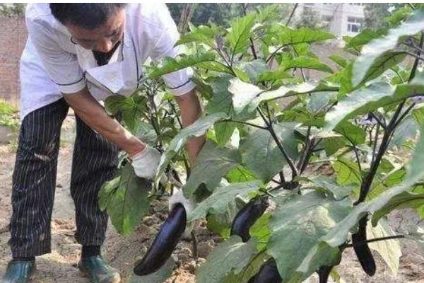 茄子为什么只开花不结果，可能是授粉问题所致