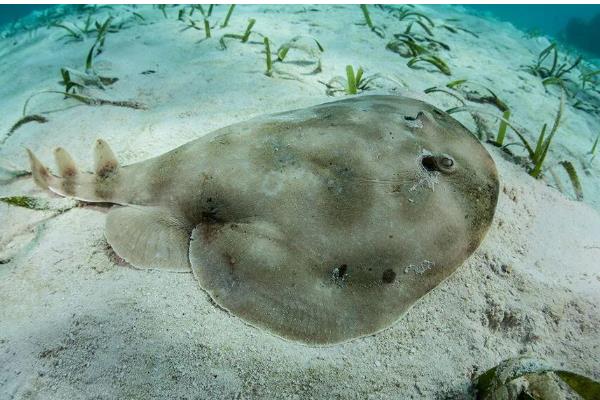 电鳐可以放电的原因,体内具有放电器官