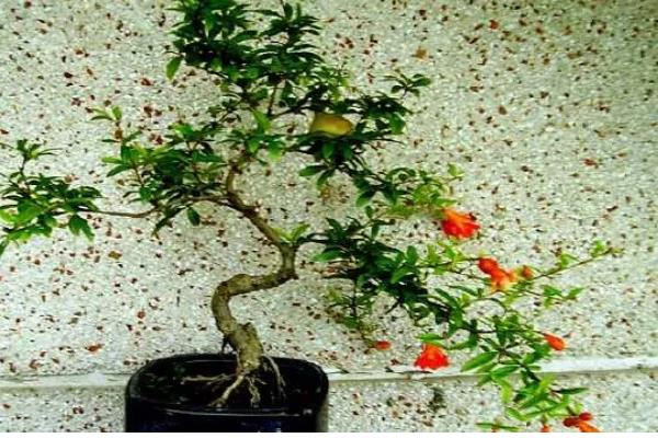 石榴花有哪些风水作用，可增加气运