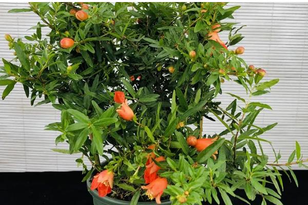 石榴花有哪些风水作用，可增加气运