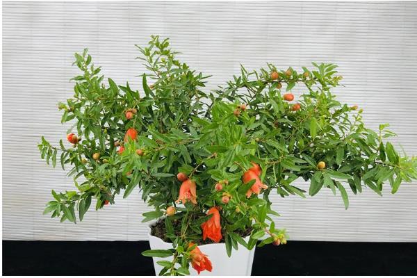 石榴花有哪些风水作用，可增加气运