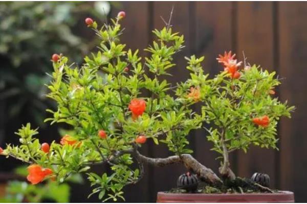 石榴花有哪些风水作用，可增加气运