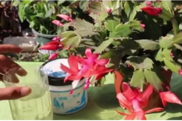 蟹爪兰开花期几天浇水一次，每隔三天左右浇一次水