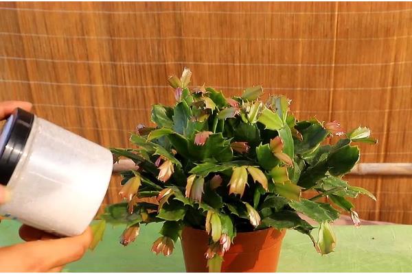 蟹爪兰开花期几天浇水一次，每隔三天左右浇一次水