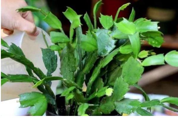 蟹爪兰开花期几天浇水一次，每隔三天左右浇一次水