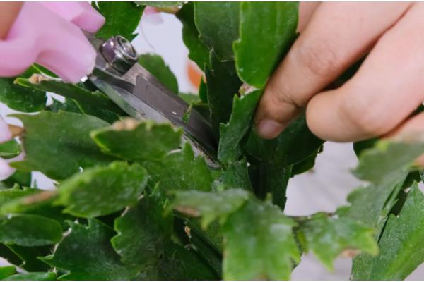 蟹爪兰开花期几天浇水一次，每隔三天左右浇一次水