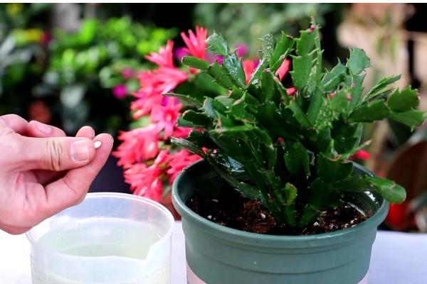 蟹爪兰开花期几天浇水一次，每隔三天左右浇一次水