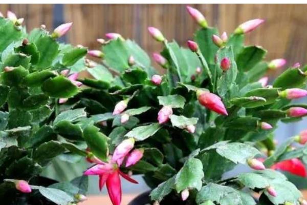蟹爪兰开花期几天浇水一次，每隔三天左右浇一次水