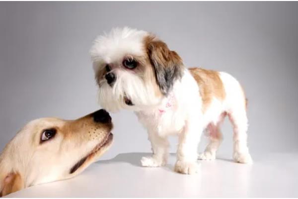 狗狗容易得皮肤病的原因，寄生虫感染、缺乏微量元素都是常见病因