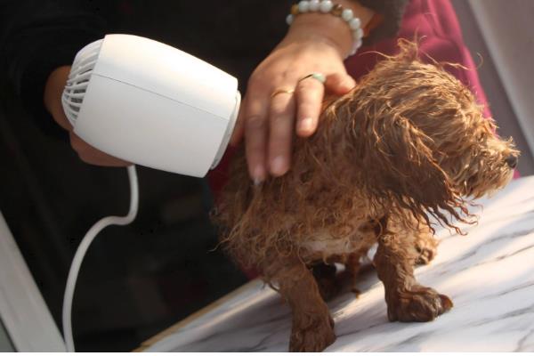 狗狗容易得皮肤病的原因，寄生虫感染、缺乏微量元素都是常见病因