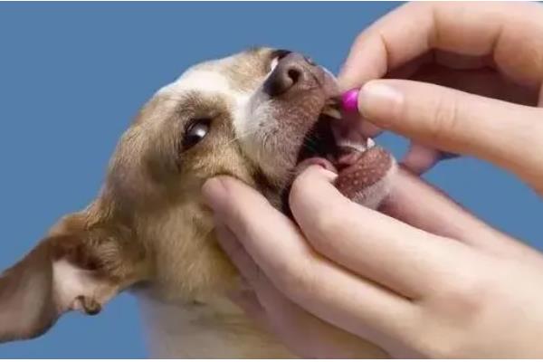 狗狗容易得皮肤病的原因，寄生虫感染、缺乏微量元素都是常见病因