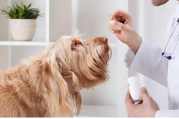 狗狗容易得皮肤病的原因，寄生虫感染、缺乏微量元素都是常见病因