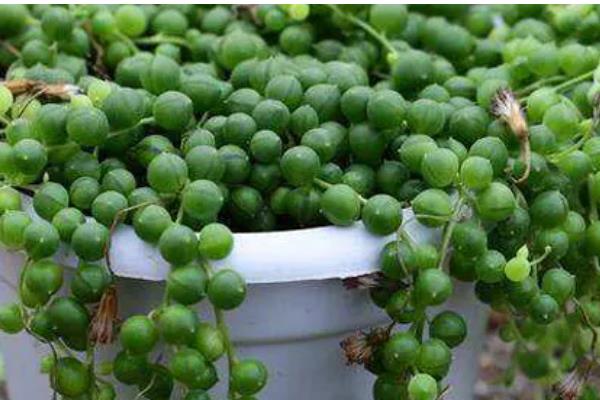 佛珠吊兰能水培吗，不建议水培