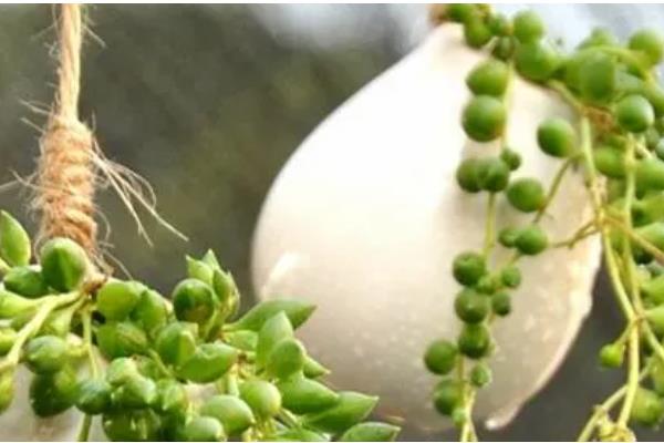 佛珠吊兰能水培吗，不建议水培